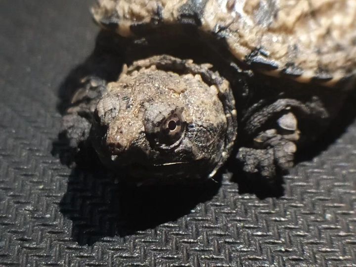 佛鳄饲养注意事项,佛鳄龟养殖技术及管理