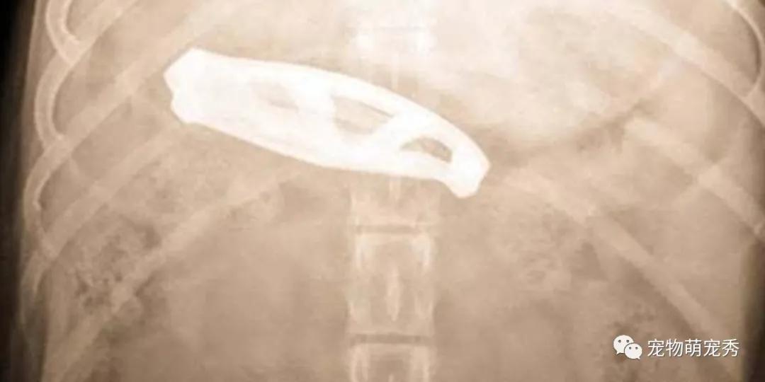 金毛犬莫名受伤主人苦寻真相,金毛犬误食食物