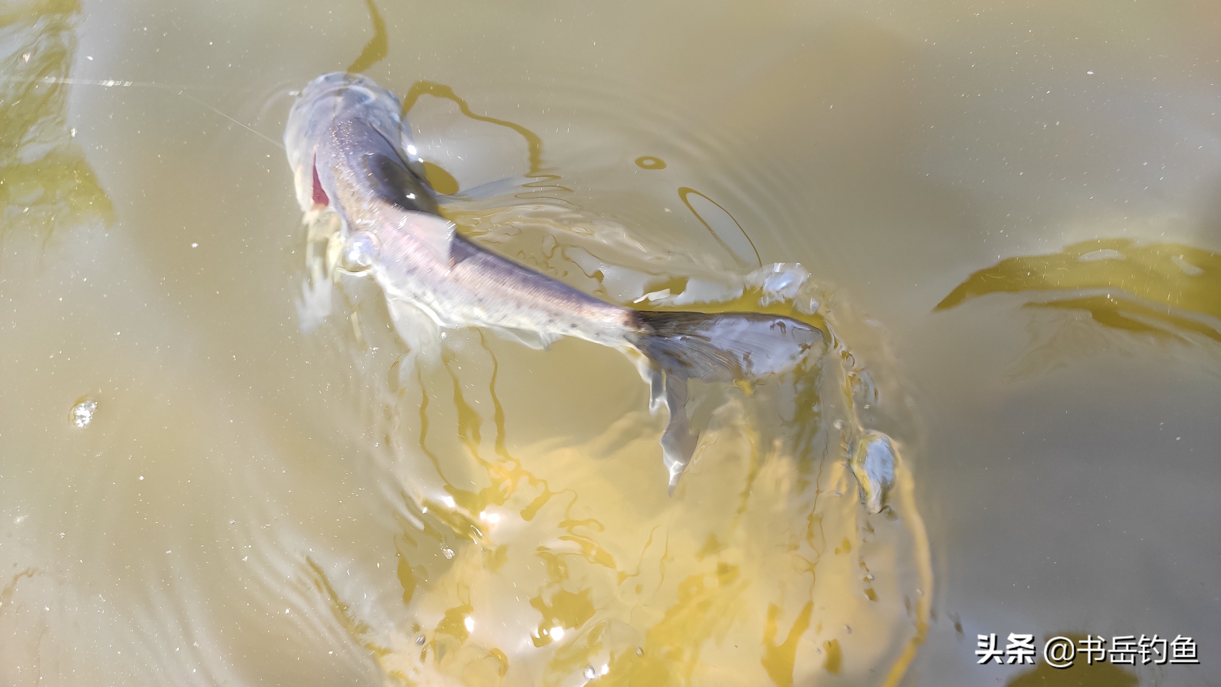 鐚鹃奔鍏嬫槦楗垫枡,閽堝榛戝潙婊戝彛楸肩殑楸奸サ