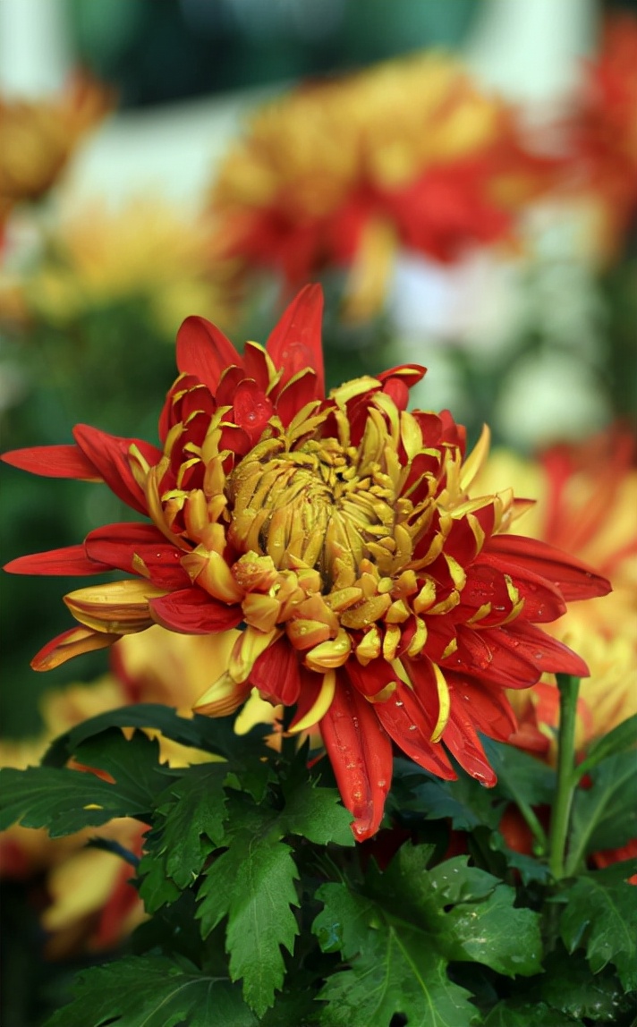 关于重阳赏菊花现代诗句,秋夜里赏菊花唯美诗句