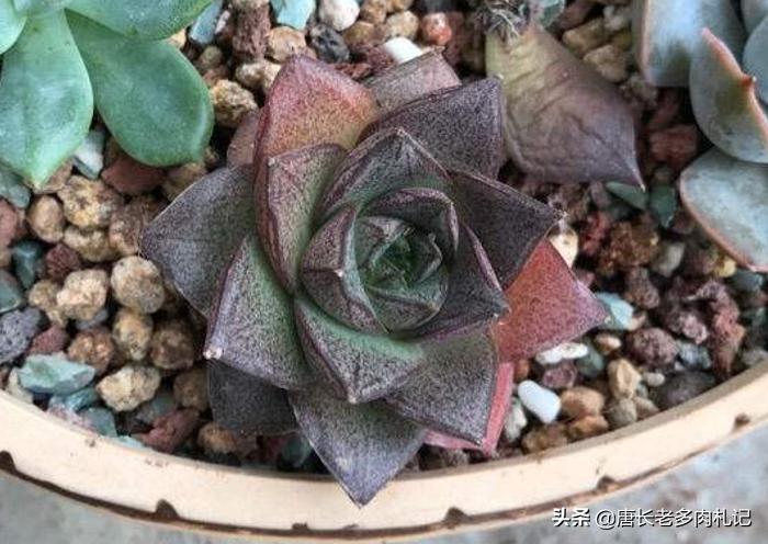都说多肉大和锦好养，但最近下层叶片突然出现黑腐是怎么回事？