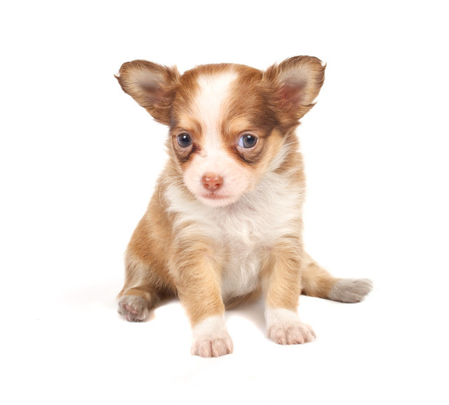 赞扬女足队员的话语,向女足运动员教练员致敬