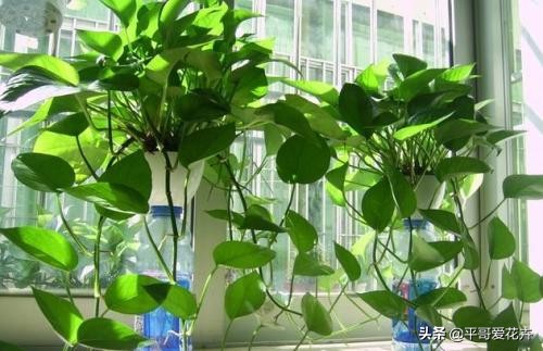 绿萝黄叶怎么办用什么方法补救,绿萝黄叶怎么办什么原因