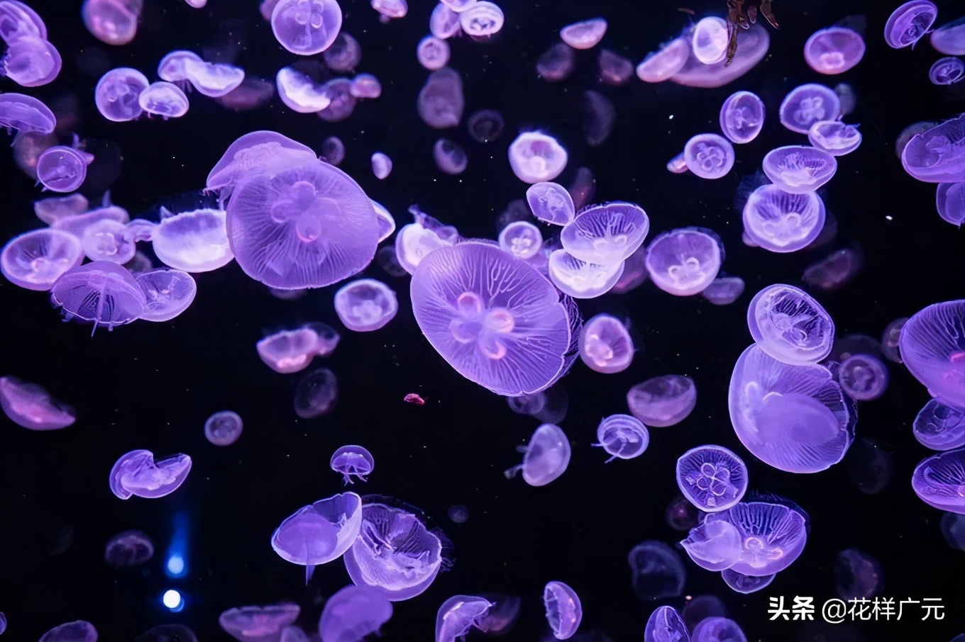 广元卡尔海洋世界,广元市卡尔海洋世界怎么去