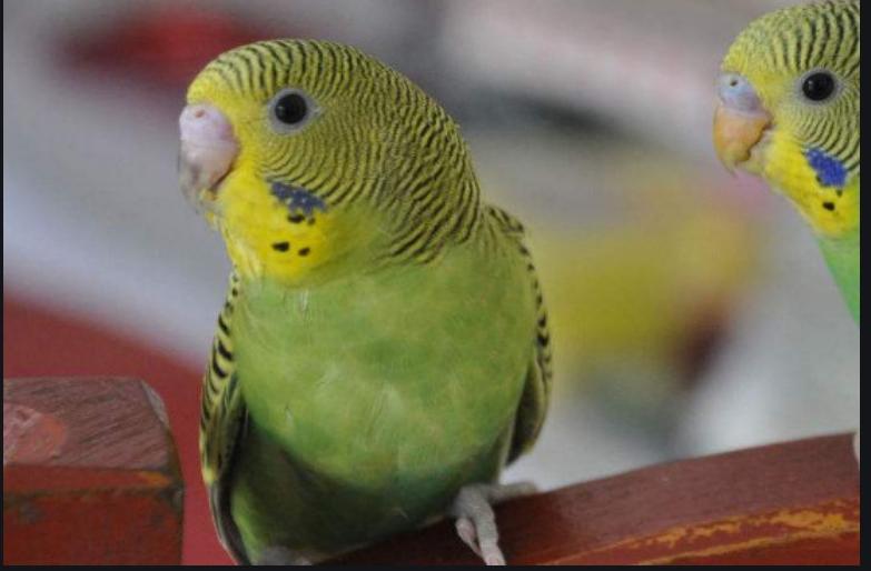 鹦鹉拉的稀的是怎么回事,牡丹鹦鹉雏鸟拉绿稀便