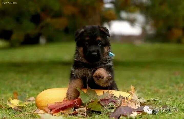 德国牧羊犬图片霸气大全集,德国牧羊犬图片精品