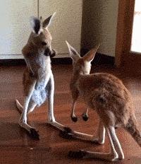 孔雀开屏搞笑动图,孔雀开屏搞笑gif