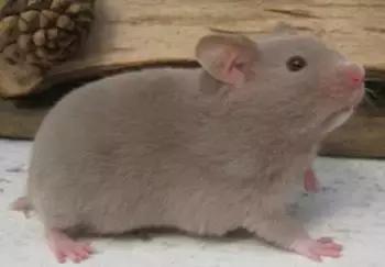 仓鼠种类大仓鼠,仓鼠的详细资料仓鼠的种类