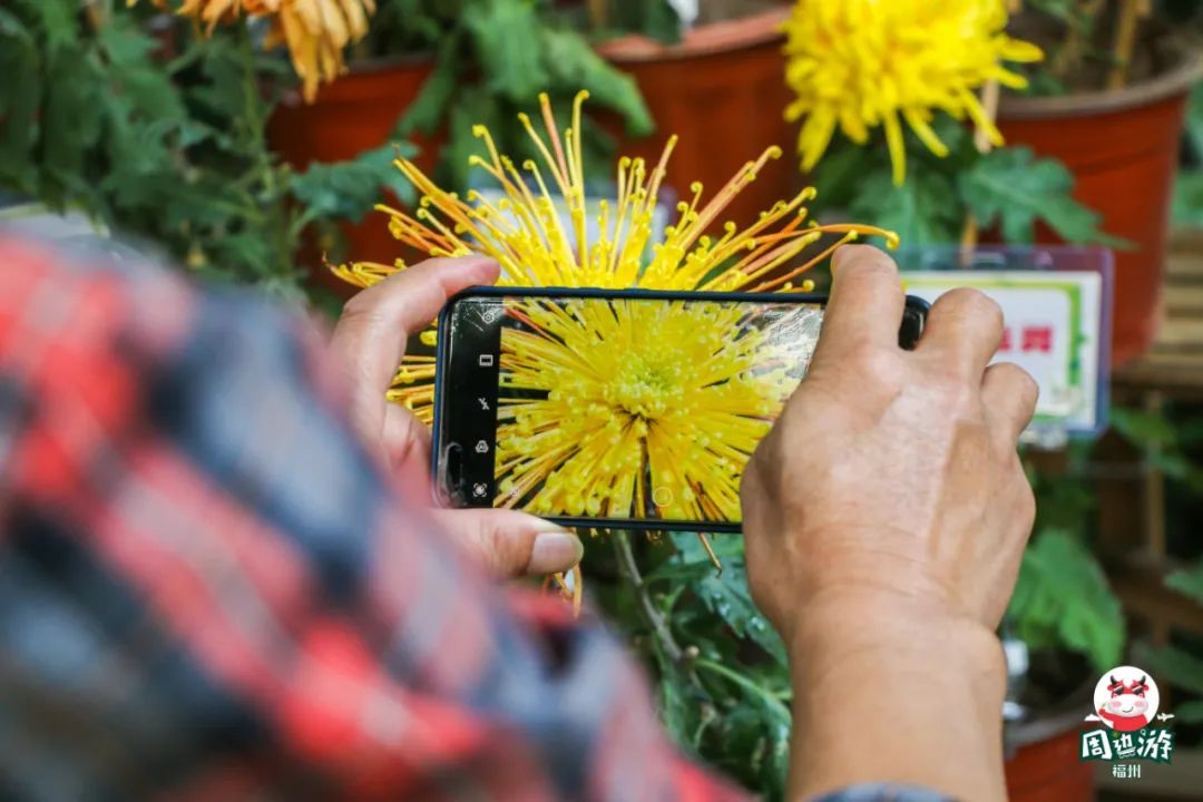 福州菊花展21年还有吗,福州西湖菊花展人山人海