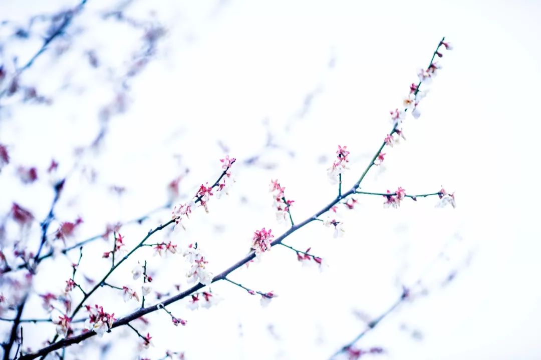 江南三大梅园,杭州江南三大梅花