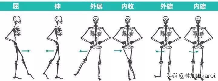 肌组织的实验原理,人体脸部的肌肉组织属于什么肌