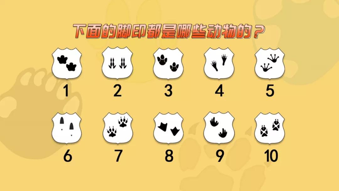 大熊猫相关知识,大熊猫百科知识详细介绍