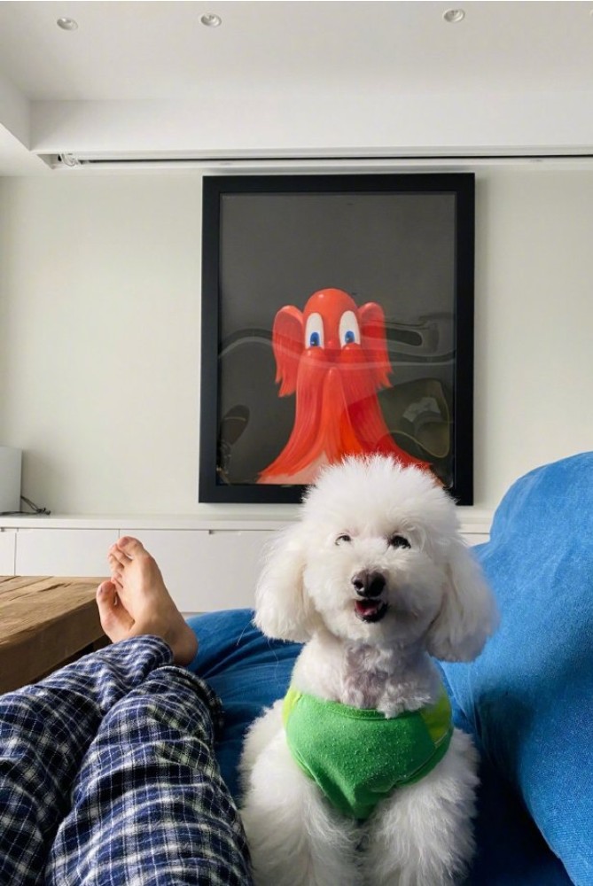狗生巅峰!陈伟霆家狗狗被抱着睡住湖景豪宅,宋茜家宠物猪更时髦