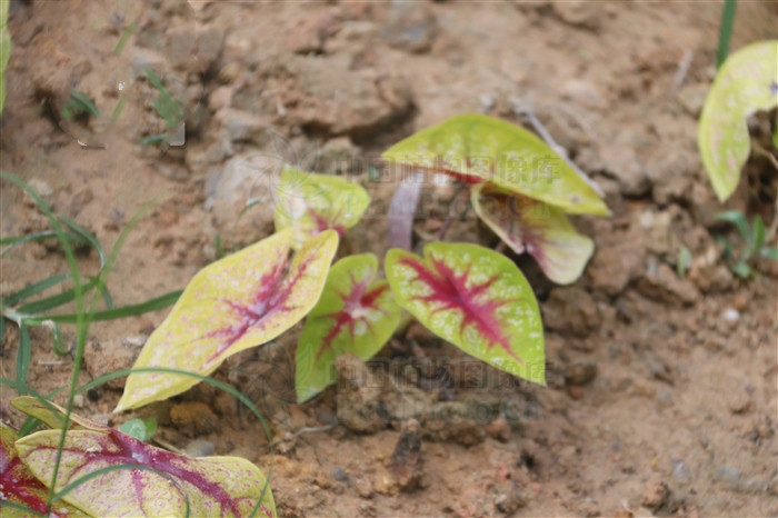 红水芋头,红水芋头图片