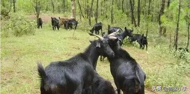 羊白肌病打什么药治疗,小羊白肌病最佳治疗方法