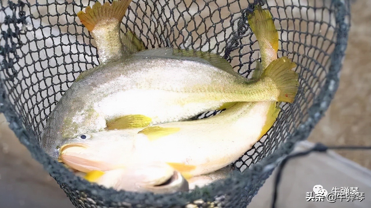 为什么日本的西瓜200元一个,日本西瓜真的算贵吗