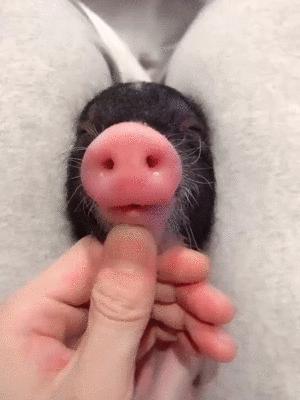 井柏然的家曝光,井柏然的猪