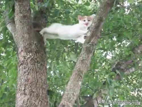 流浪猫在树上下不来,流浪猫爬到3楼墙角下不来了