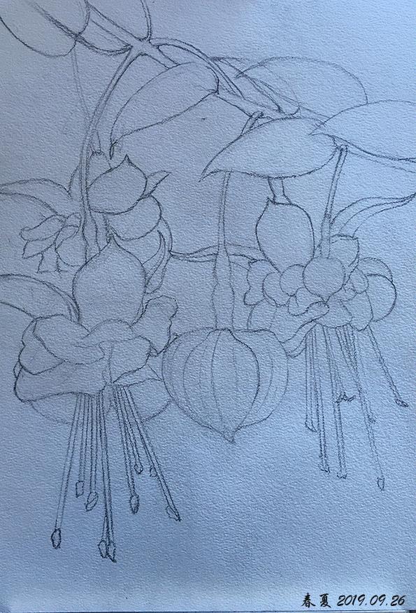 水彩手绘吊钟花,水彩吊钟花手绘