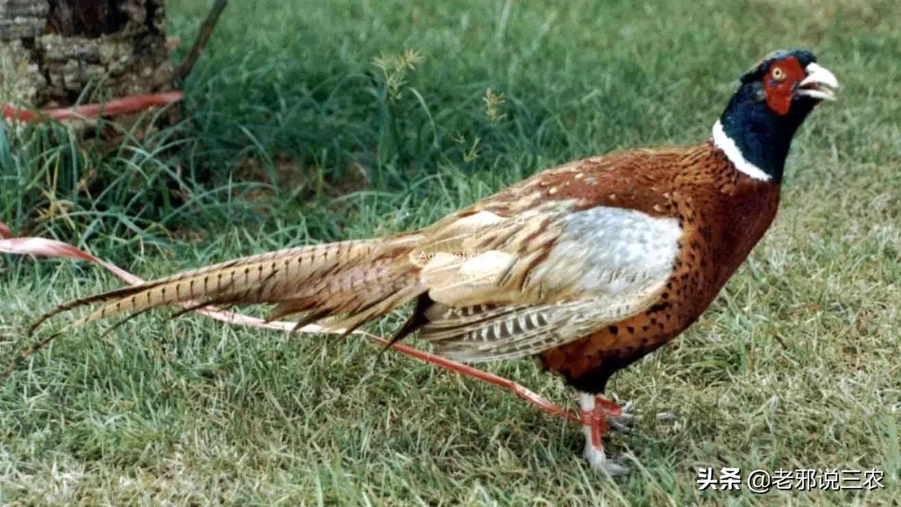 草鸡饲养技术大全,大山鸡怎么养最好