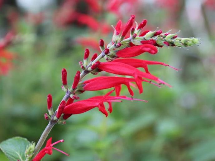 八种身兼多职的鲜花，既是鲜花又是香料！