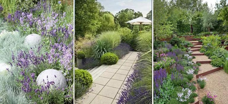 好看又好打理的庭院植物,适合小花园的景观植物