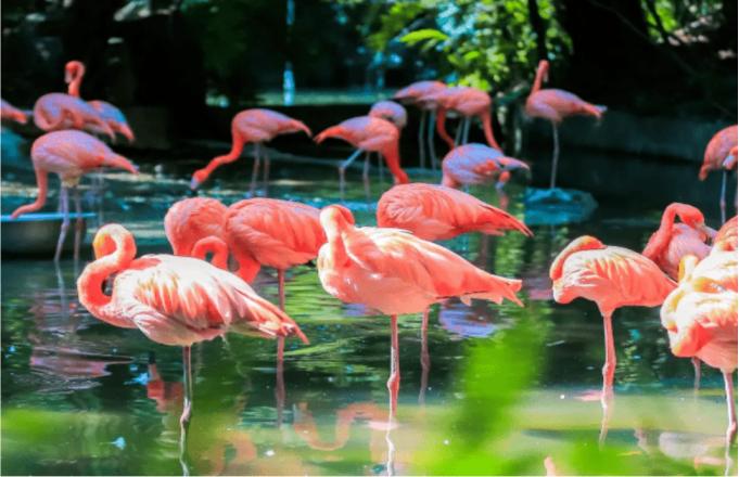 东部华侨城茵特拉根酒店特价套餐,东部华侨城套餐