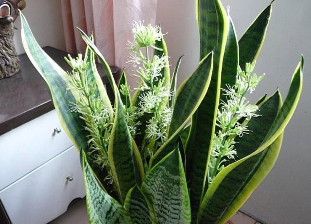 家中最旺财的4种花,旺宅养3种花旺宅又旺财