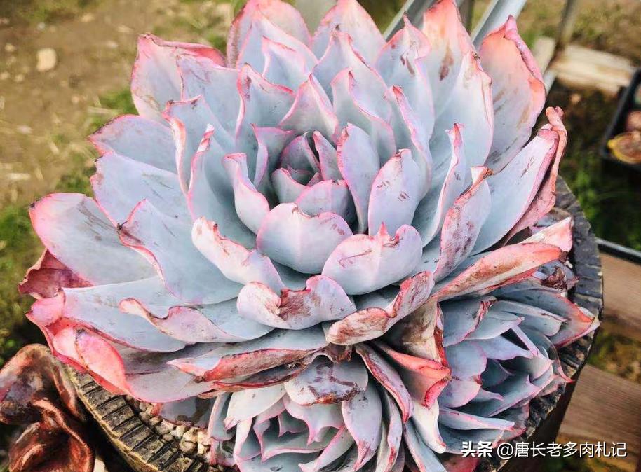 多肉既不发根也不死怎么办,多肉太久没浇水枯萎怎么挽救