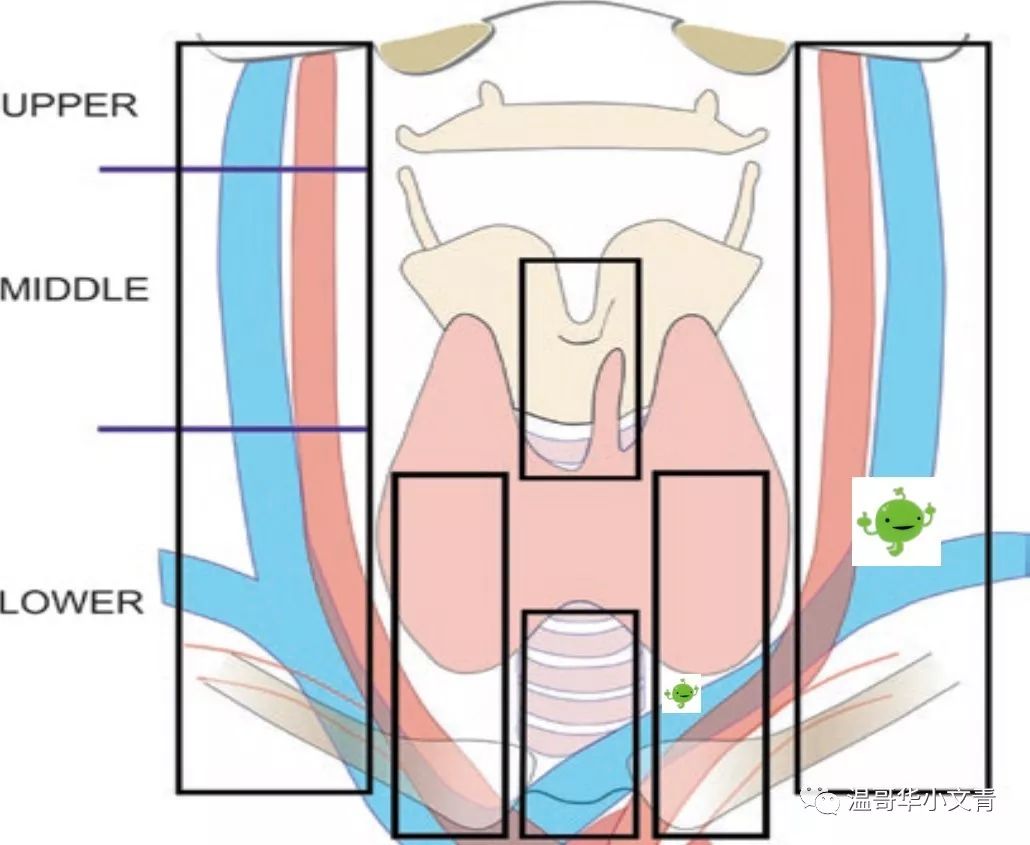 得了甲状腺癌有什么表现,得了甲状腺癌一般是什么癌
