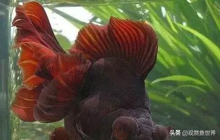 观赏鱼烂尾怎么治,观赏鱼烂尾可以看见肉了还有救吗