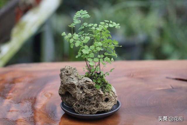 上水石上面栽什么植物好看,上水石上的绿植挡住了好吗