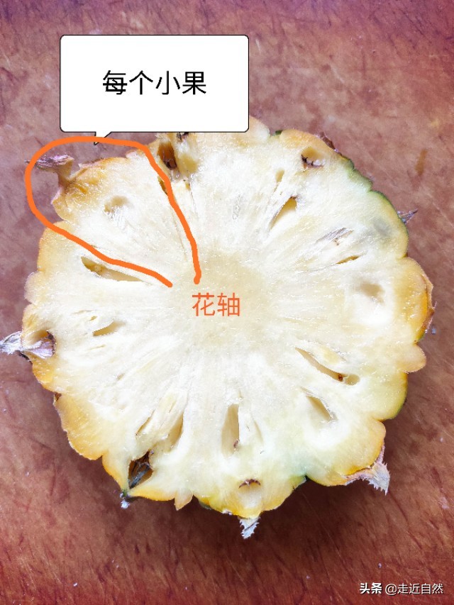 菠萝食用部位是果实的什么,菠萝的果实是什么东西