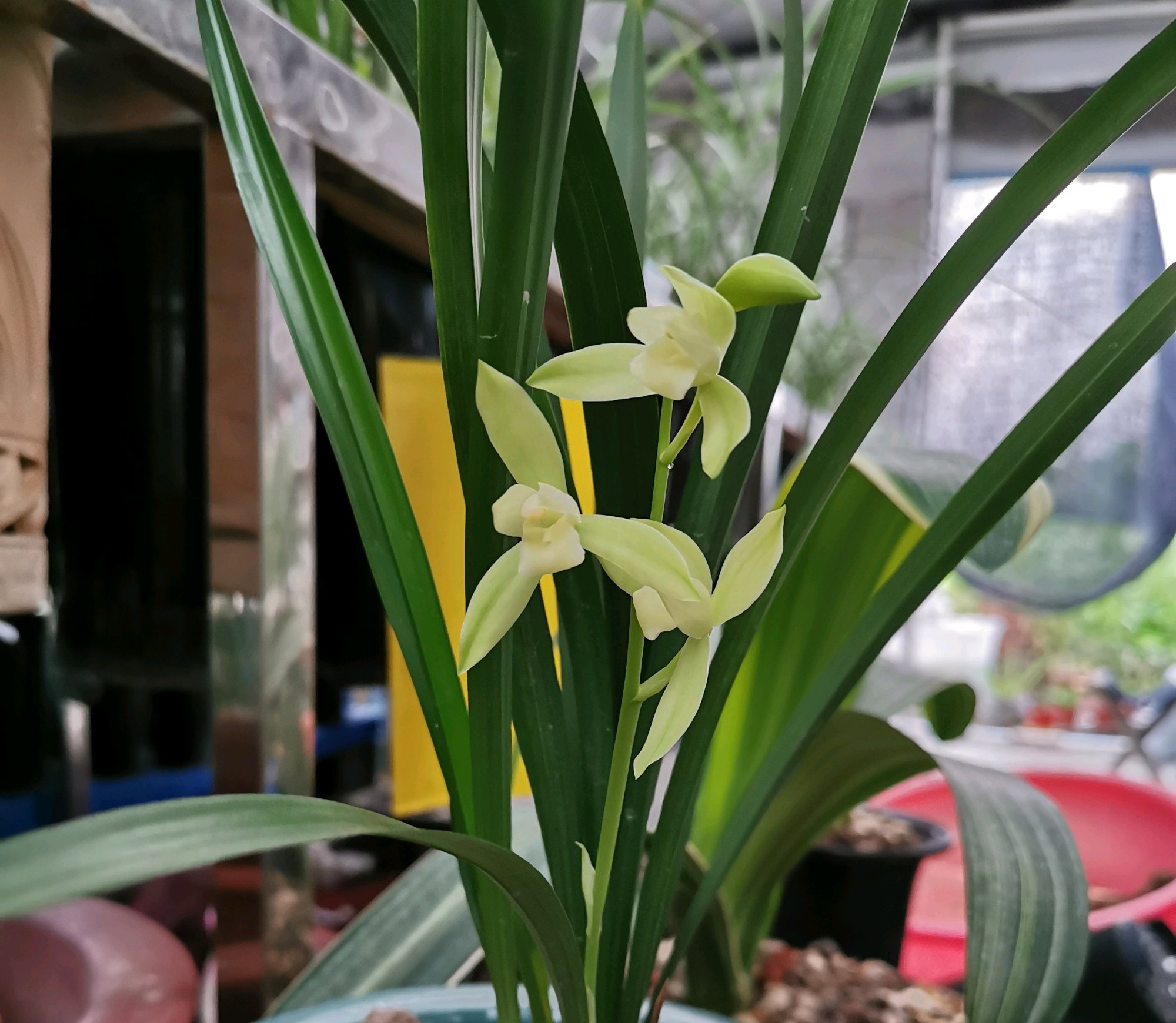 冬天兰花翻盆后水晶头消失,兰花上盆以后怎么判断死活