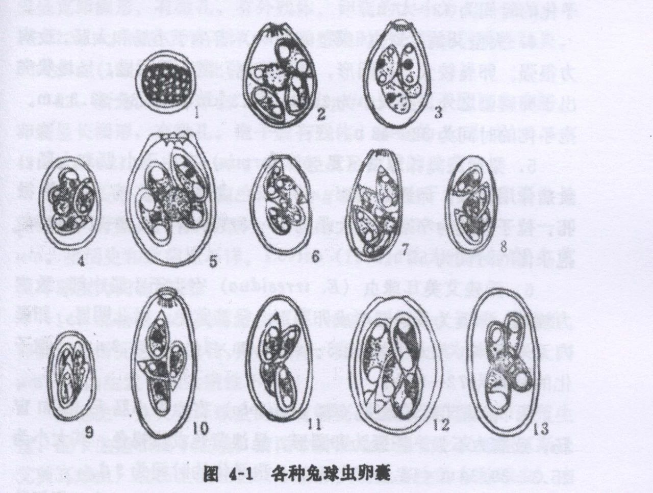 动物为什么会吃掉自己的粪便,动物吃粪便的原因