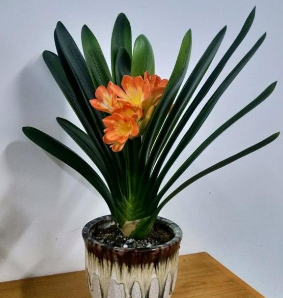 8月份能给君子兰换盆的正确方法,君子兰换盆以后都有哪些服盆方法