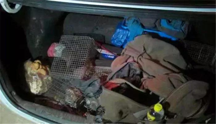 网红飞鼠被非法捕捉，不做检疫便低价出售，专家建议：危险别养！