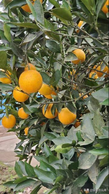 临近年关吃东西容易上火，就让这款小甜橙拯救一下