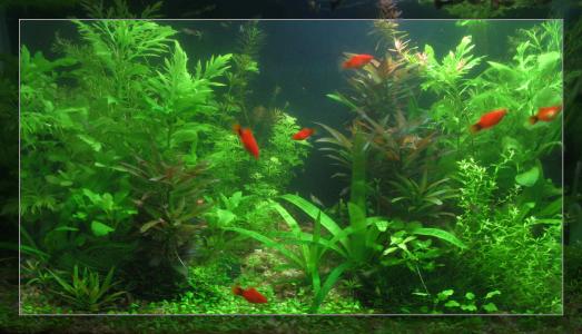 水族缸的乐趣,水草缸动物的日常生活