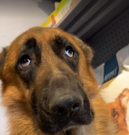 你能读懂狗的肢体语言吗,如何看德牧的性格