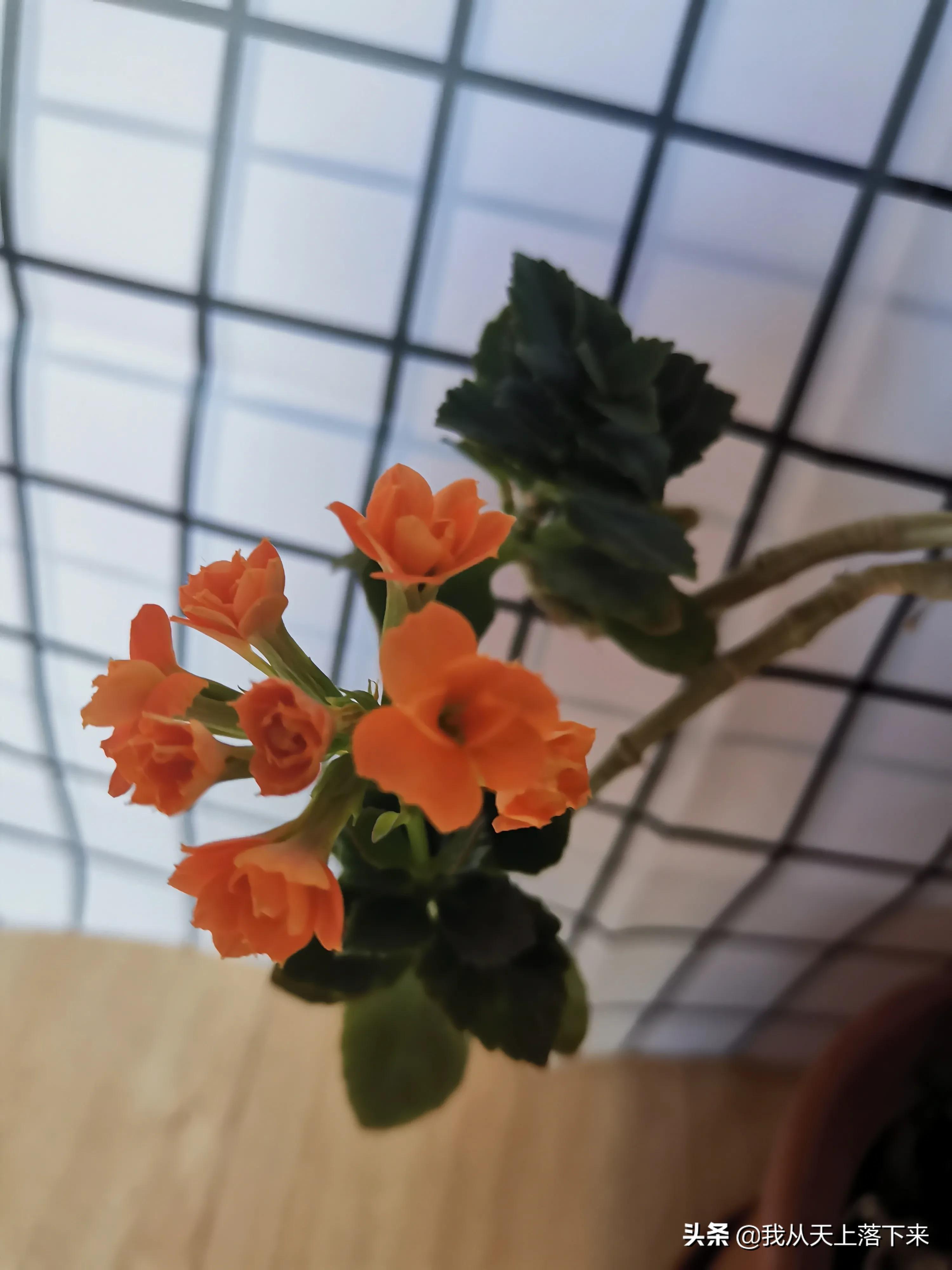 100张花朵美图,100张花图片大全