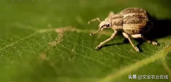 地下害虫怎么防治效果最好,多种地下害虫的防治方法