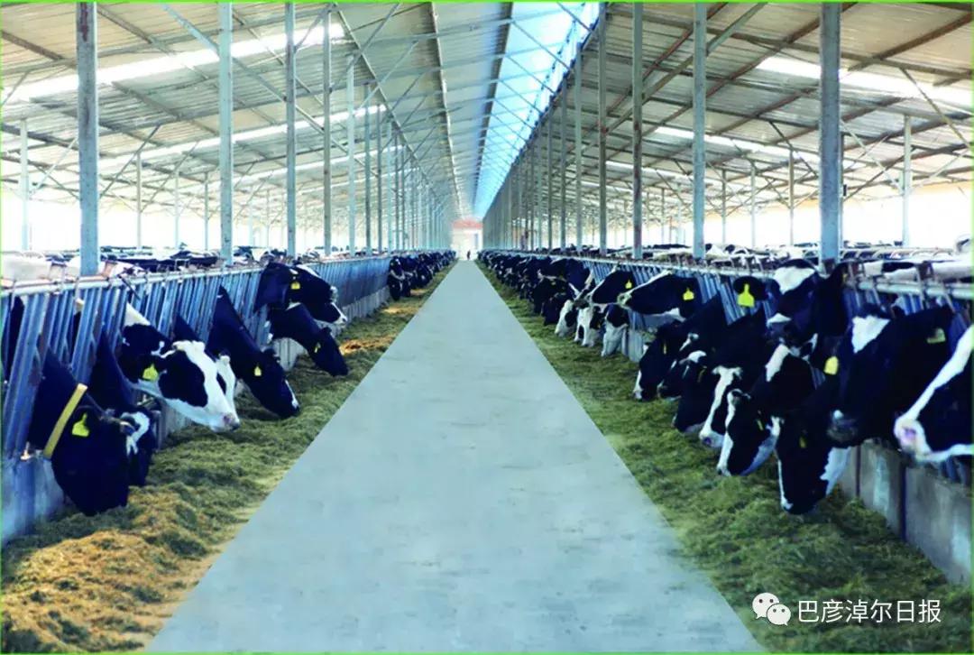 放心喝的牛奶,什么是圣牧有机奶