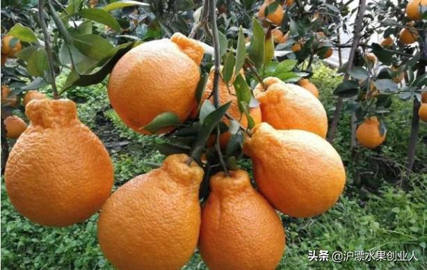 四五月份当季成熟的水果有哪些,推荐这九种当季水果千万别错过