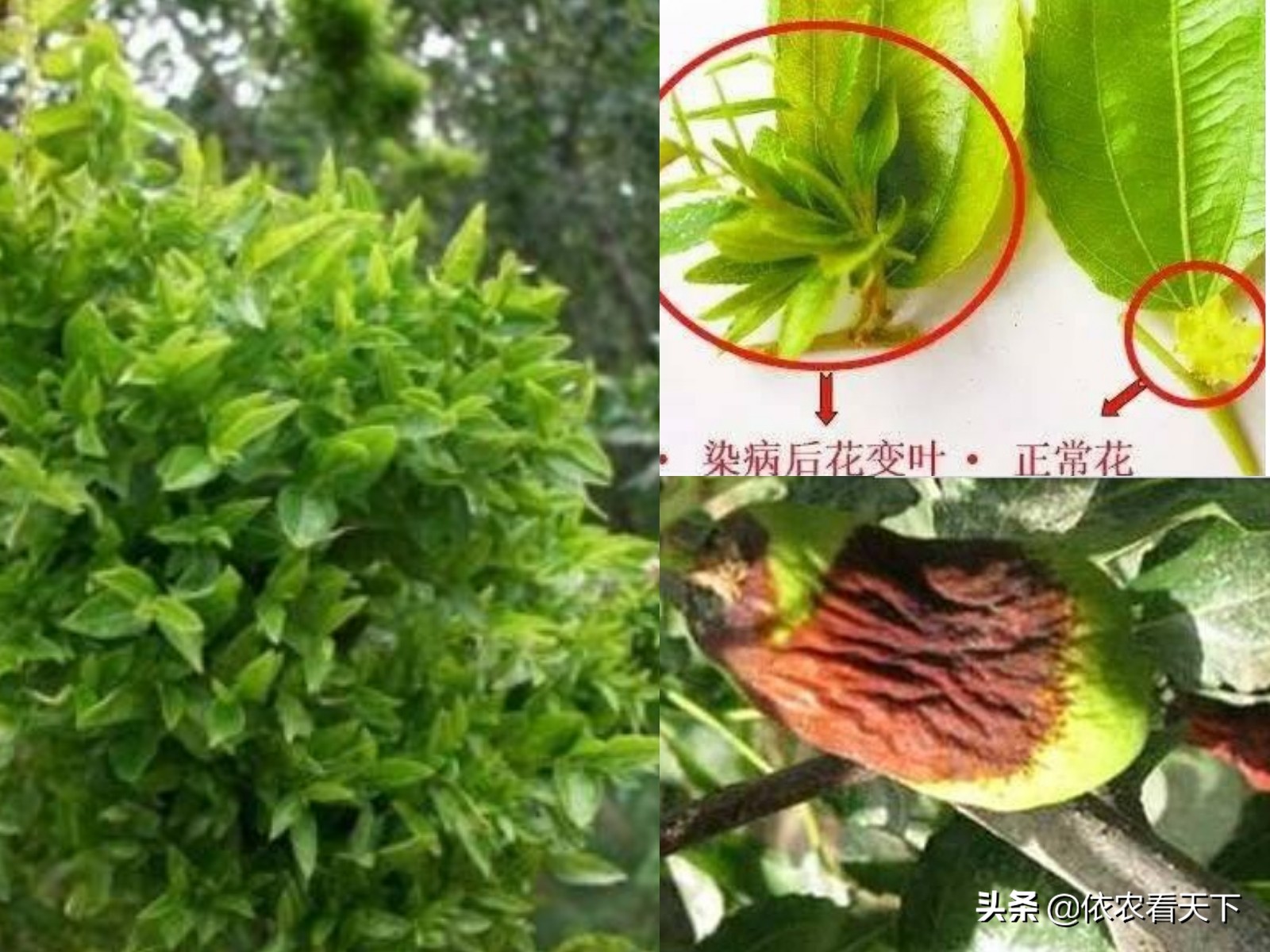 枣疯病可以自愈吗,枣树的枣疯病如何根治