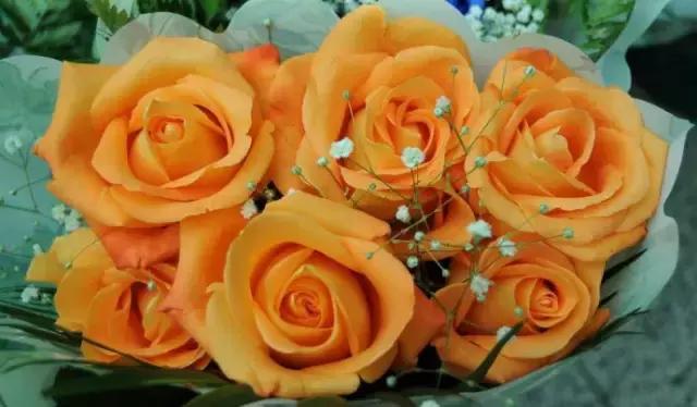 情人节送粉色玫瑰还是红色玫瑰,情人节送白玫瑰的花语和寓意