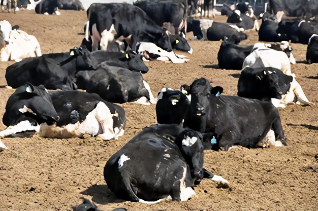 对厂有什么合理规划和建议,饲料厂投资前景如何