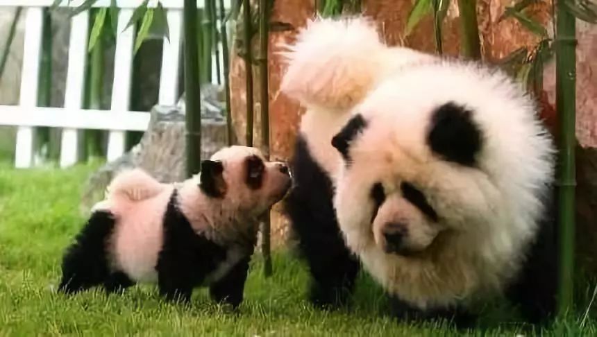 松狮犬染熊猫色宠物店,外国人松狮犬染色成熊猫