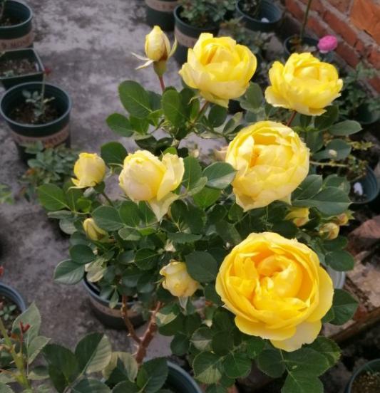 月季花苞打不开外面都开始黑了,月季花苞很大打不开什么原因呢