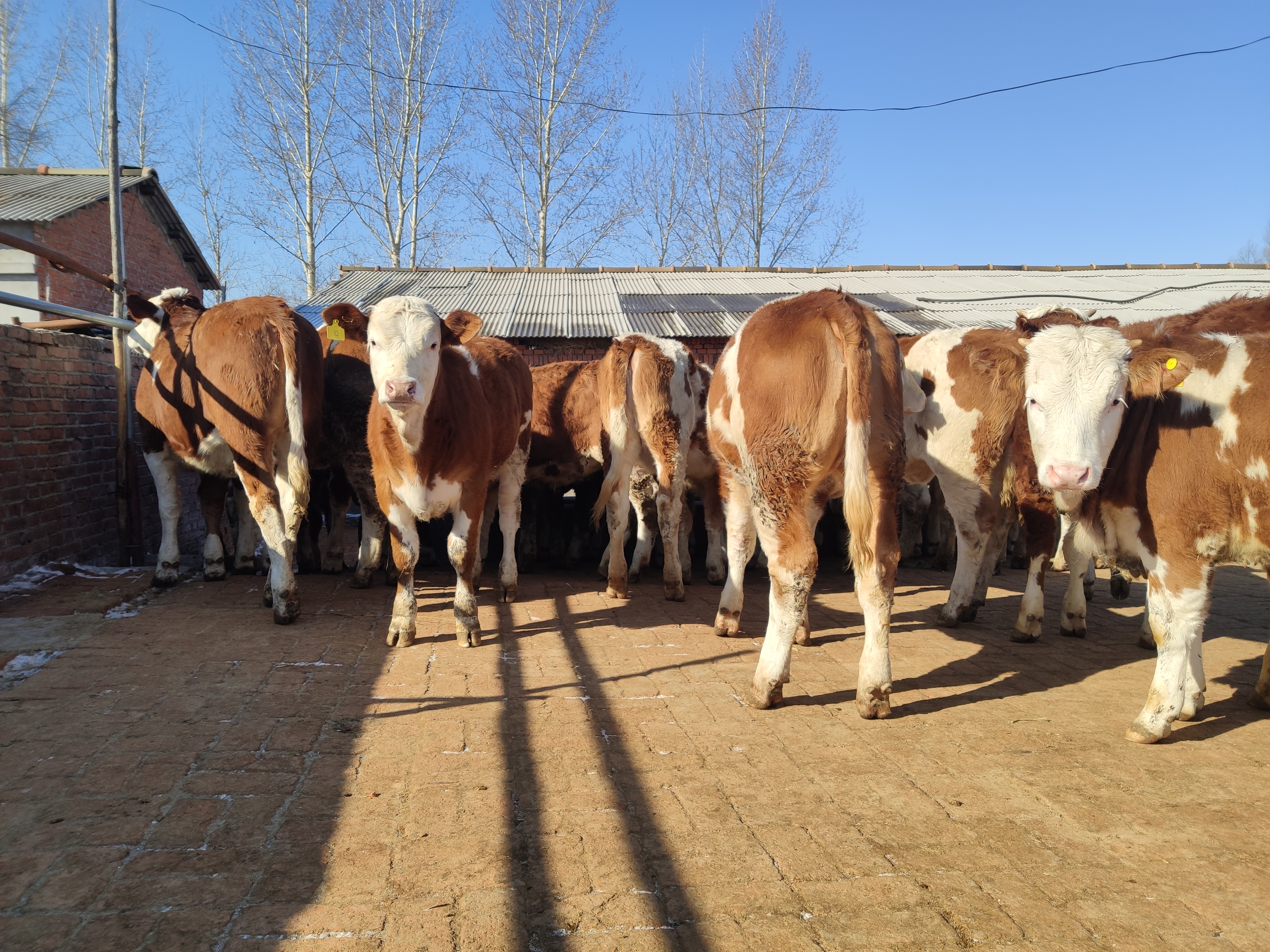 养牛的风险到底有多大,养牛的利润与风险和成本